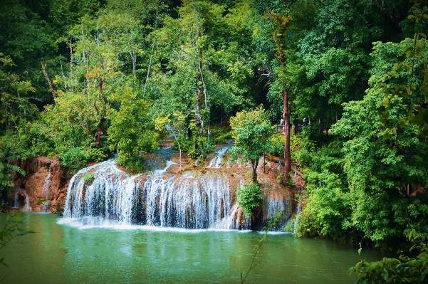 木 水 自然 森 写真