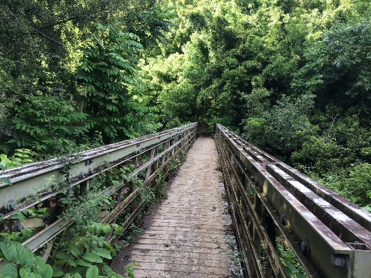 木 森 追跡 橋 写真