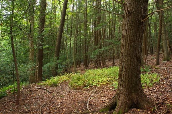 木 自然 森 荒野
 写真