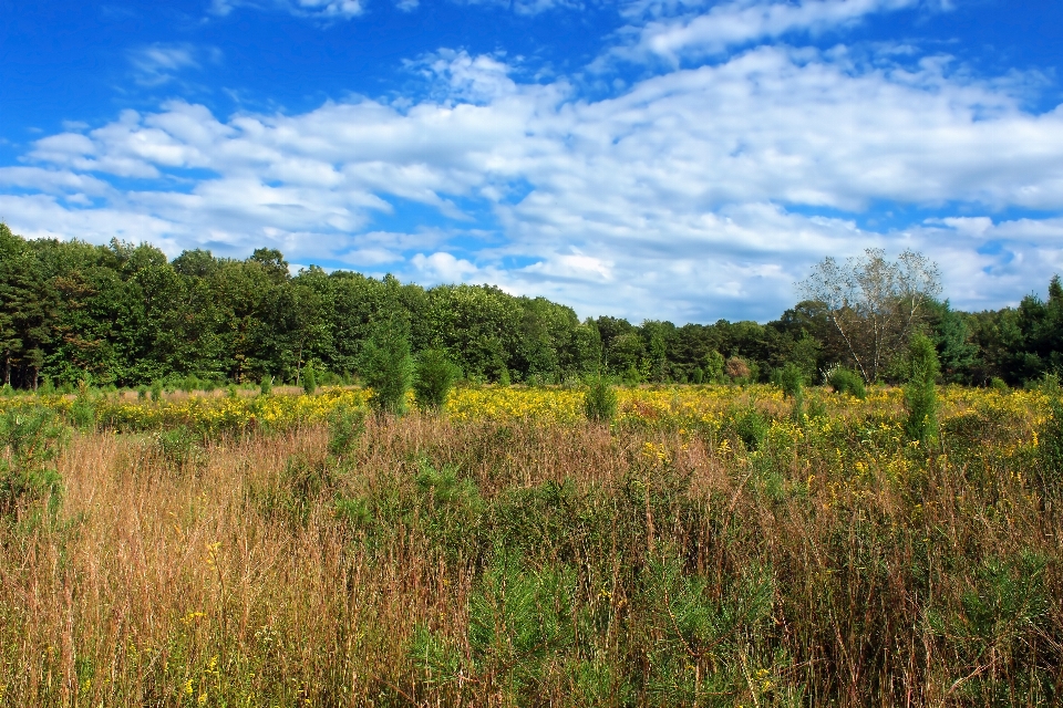 Landscape tree nature forest