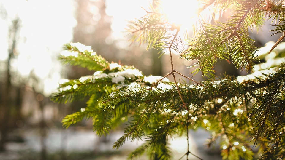 Albero natura ramo nevicare