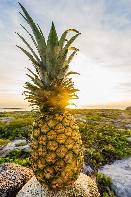 Foto Plantar fruta comida produzir