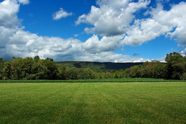 Landscape tree nature grass Photo