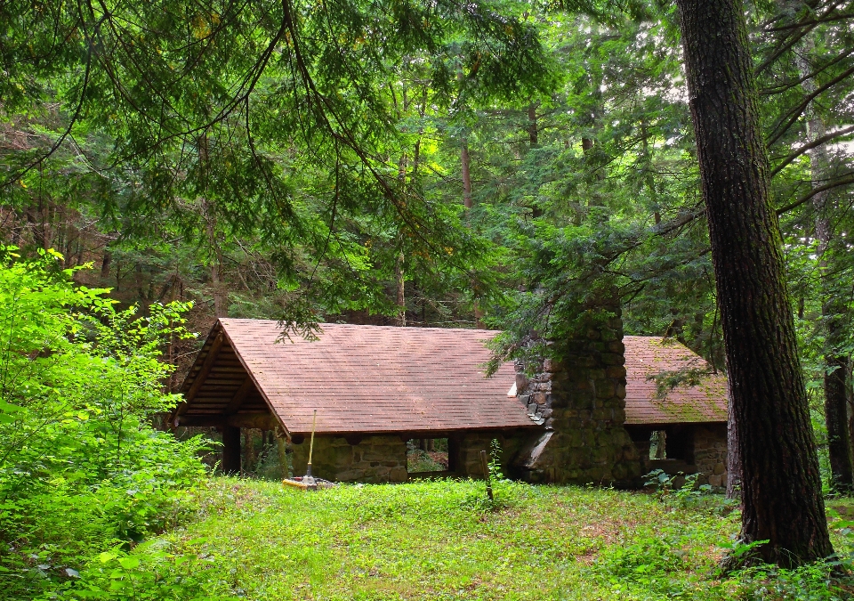 Albero natura foresta selvaggia
