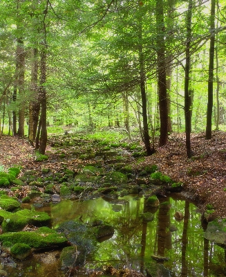 Tree forest creek swamp Photo