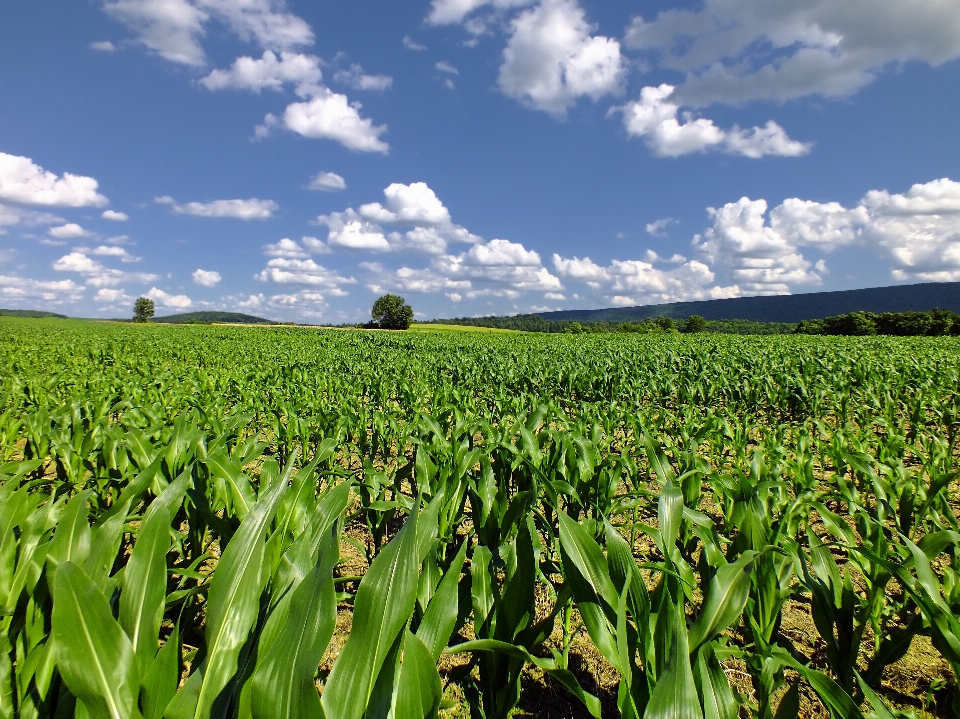 Erba pianta cielo campo