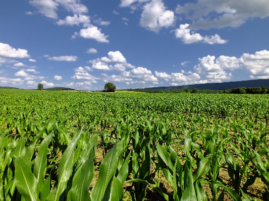 Grass plant sky field Photo