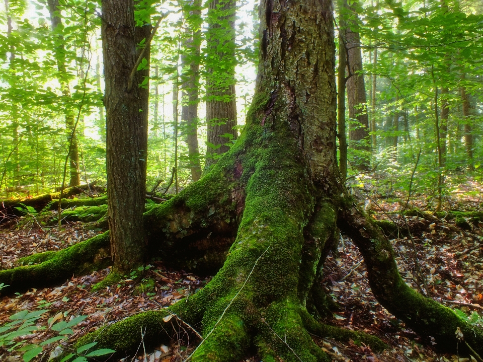 Arbre nature forêt bifurquer