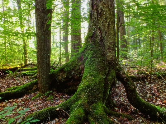 Baum natur wald zweig Foto