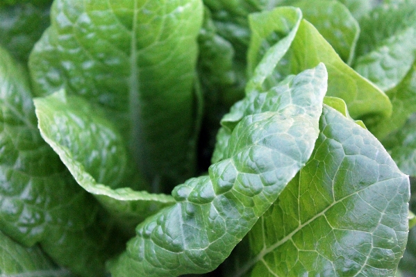 Plant leaf food produce Photo