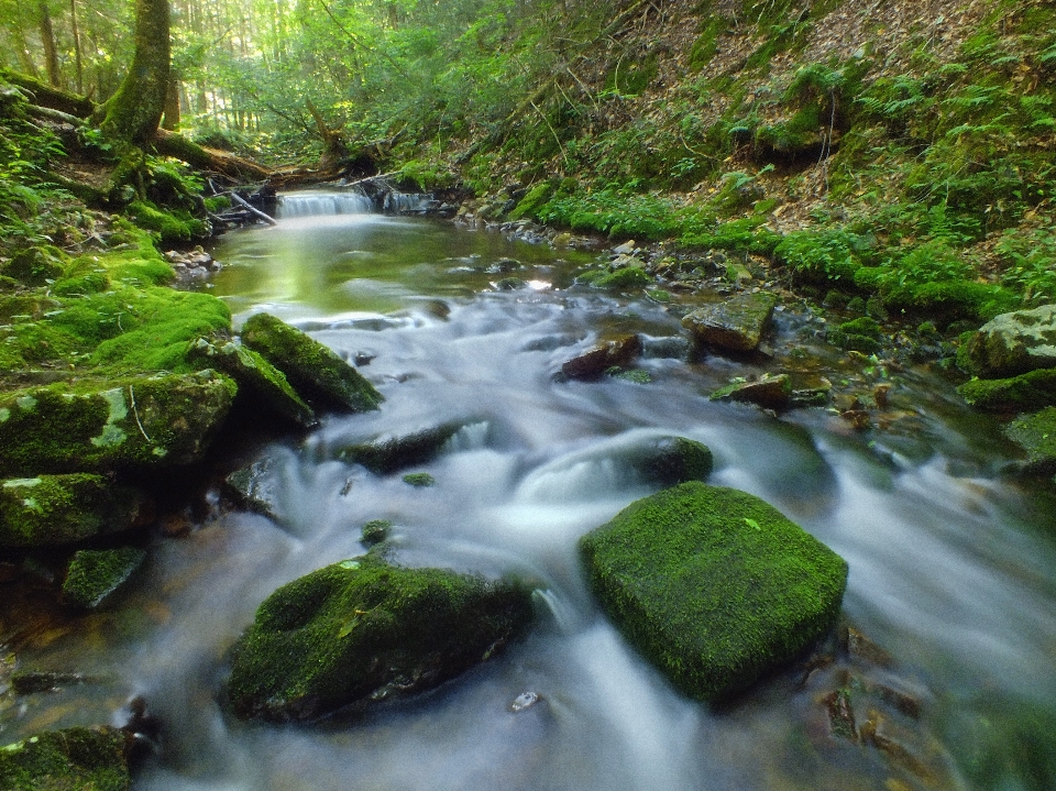 Water forest waterfall creek