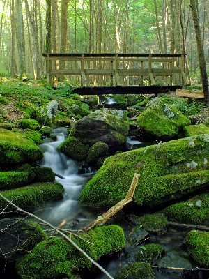 Landscape tree water nature Photo