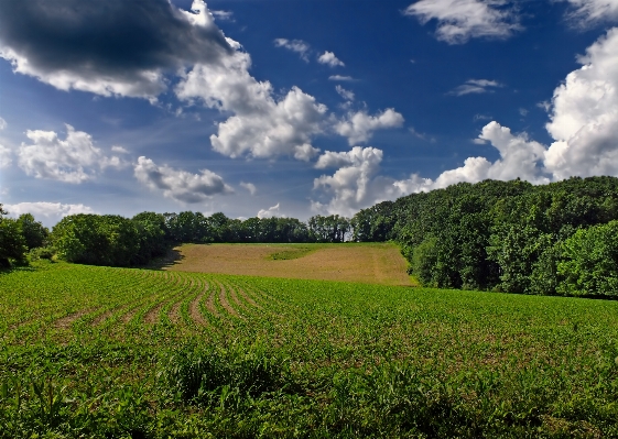 Landscape tree nature grass Photo