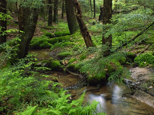 Foto árvore natureza floresta riacho
