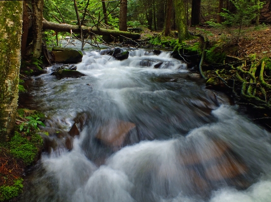 Water nature forest waterfall Photo