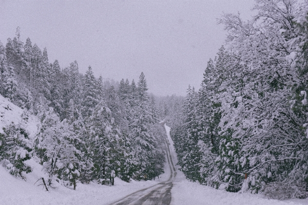 Tree forest snow winter Photo