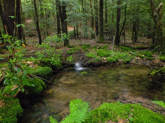 Forest creek swamp wilderness Photo