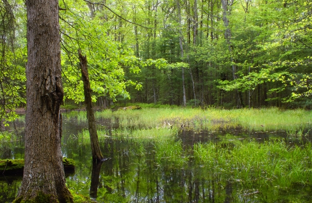 Tree forest swamp wilderness Photo