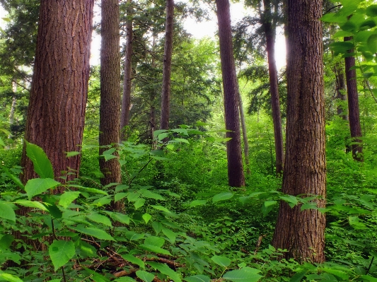 Baum natur wald wildnis
 Foto