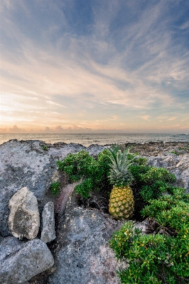 Landscape sea coast tree Photo