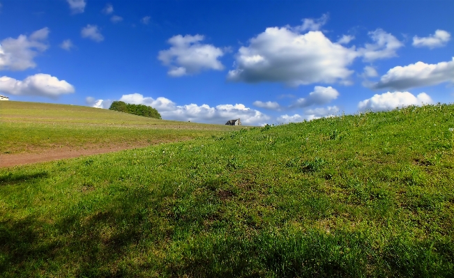 Landscape tree nature grass Photo