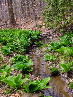 Forest hiking leaf flower Photo