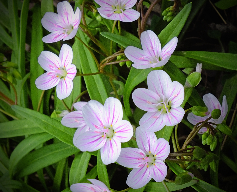 Nature blossom plant hiking