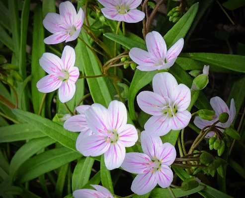 自然 花 植物 ハイキング
 写真