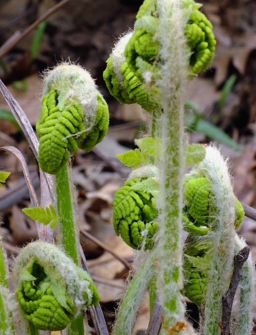 Natur anlage wandern
 blatt