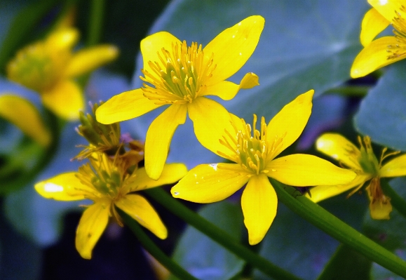 Foto Natura fiore pianta escursionismo
