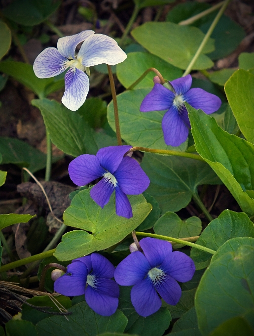 Natura pianta escursionismo
 fiore