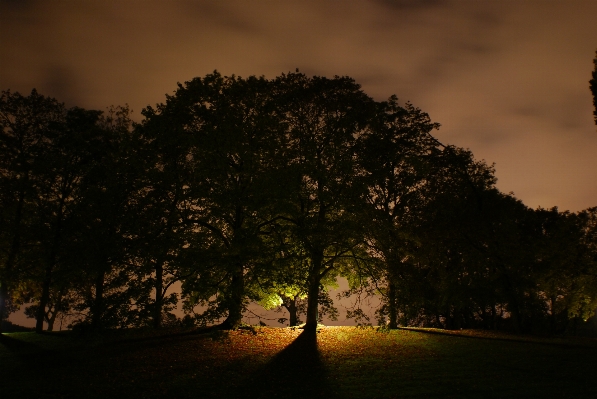 Tree nature forest branch Photo