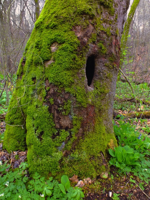 Tree nature forest rock