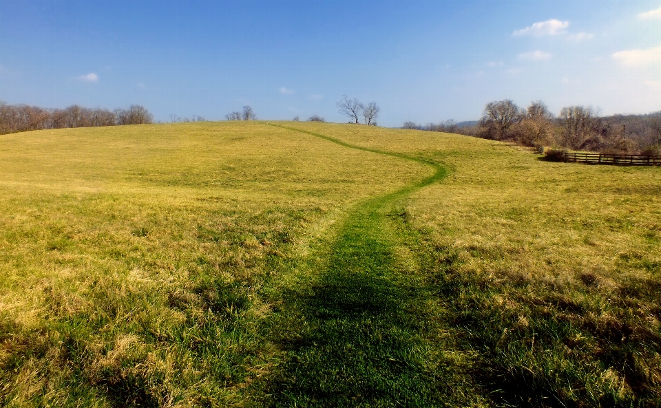 Paisagem caminho grama pântano
