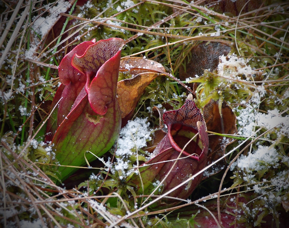 Nature forêt neige hiver