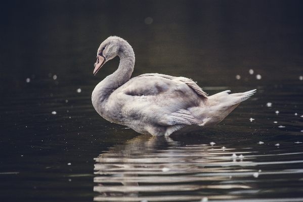 水 鳥 羽 野生動物 写真