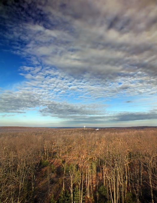 Landschaft baum natur wald