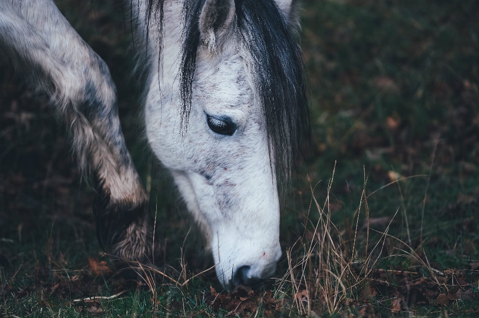 Grass field pasture horse