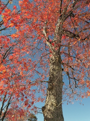 Tree branch blossom plant Photo