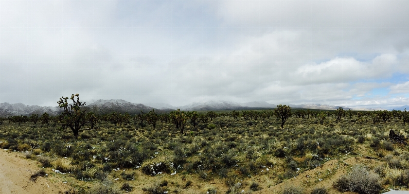 Landscape tree grass horizon Photo