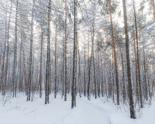 Tree forest branch snow Photo