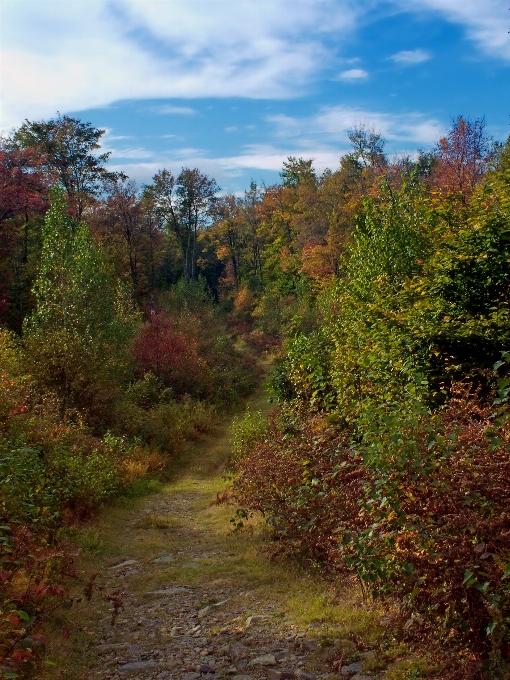 Landscape tree nature forest