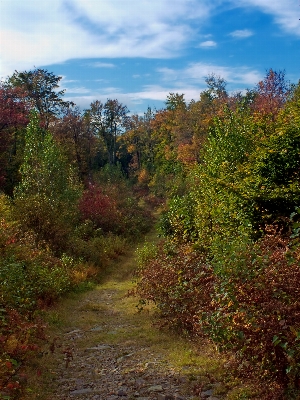 Landscape tree nature forest Photo