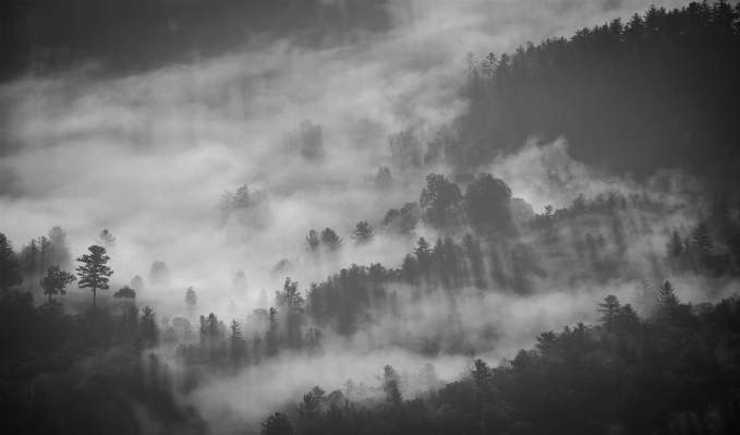 Foto Pohon alam hutan awan