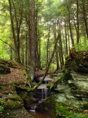 Tree nature forest waterfall Photo