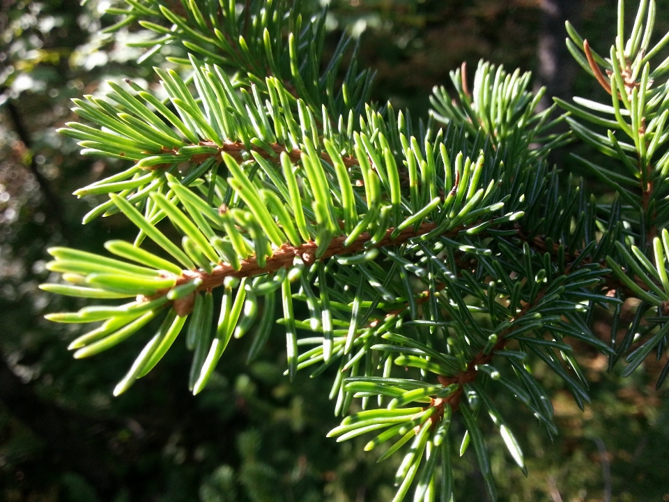 árbol rama planta flor