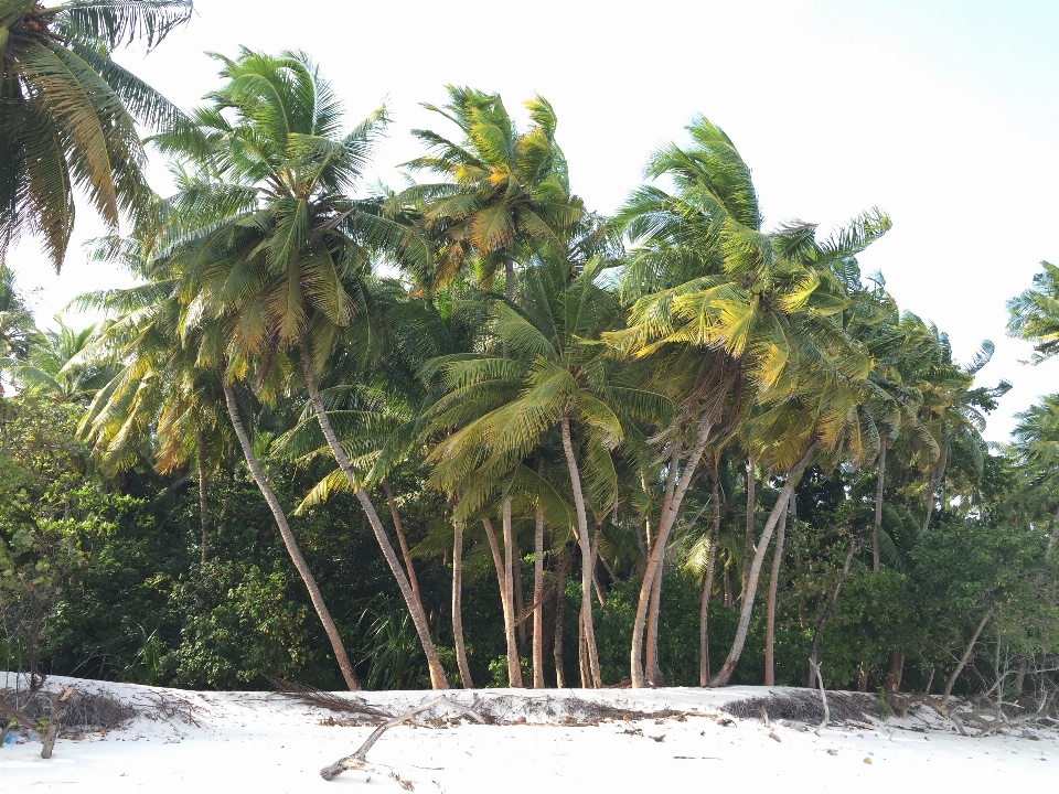 Praia costa árvore floresta