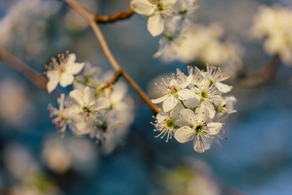 Foto Albero natura ramo fiore