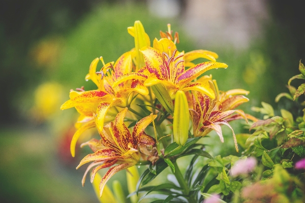 Nature blossom plant stem Photo