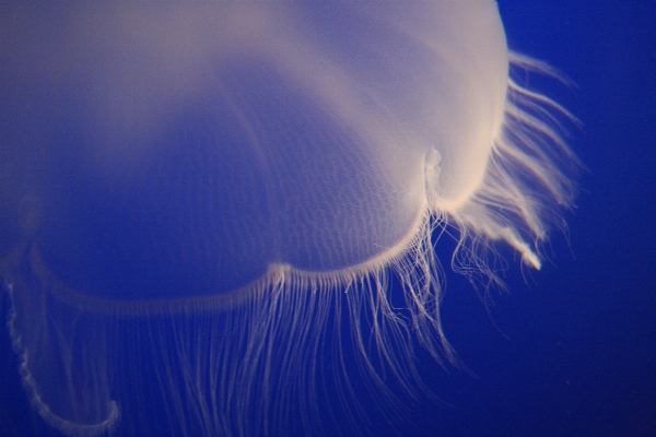 Wing wave atmosphere underwater Photo